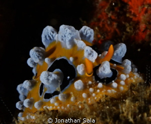 Phyllidia Ocellata, Malapasqua Island by Jonathan Sala 